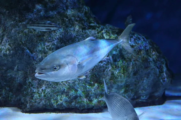 Japon amberjack veya beş-ray sarıkuyruk (Seriola quinqueradiata), Japonya