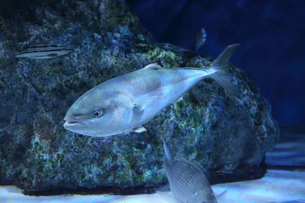 Japanese amberjack or Five-ray yellowtail (Seriola quinqueradiata) in Japan — Stock Photo, Image