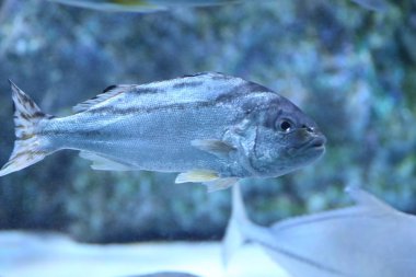 Ok bas ya da Japonya'da Creacent bantlı tigerfish (Terapon jarbua)