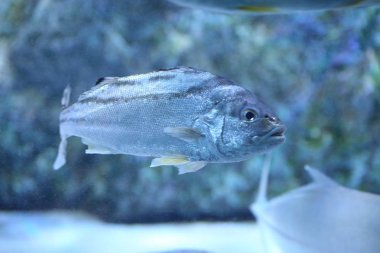 Ok bas ya da Japonya'da Creacent bantlı tigerfish (Terapon jarbua)