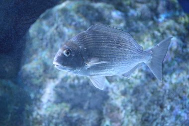 Japonya'da kırmızı çupra (Pagrus büyük)