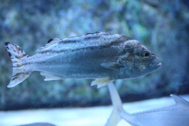 Ok bas ya da Japonya'da Creacent bantlı tigerfish (Terapon jarbua)