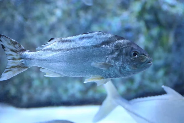 Pfeilbarsch oder Kreppband-Tigerfisch (Terapon jarbua) in Japan — Stockfoto