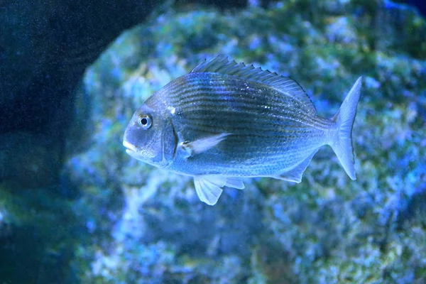 Japonya'da kırmızı çupra (Pagrus büyük)