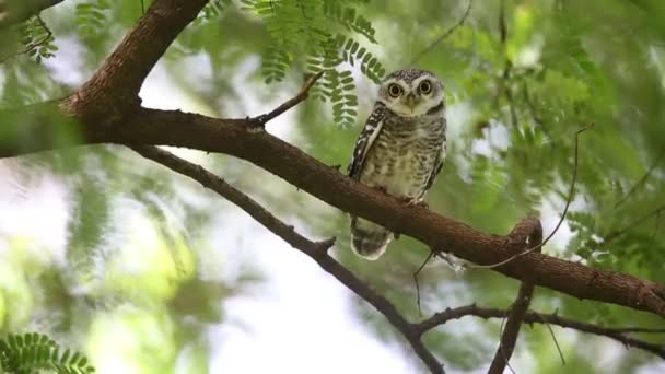 Pettyes törpekuvik (Athene brama) a Khao Yai Nemzeti Park, Thaiföld — Stock videók