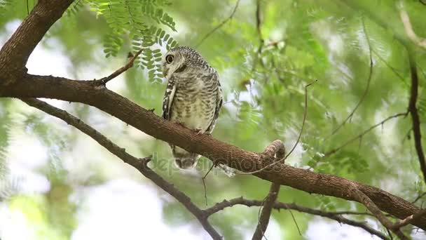 Spotted owlet (Athene brama) w parku narodowym Khao Yai, Tajlandia — Wideo stockowe