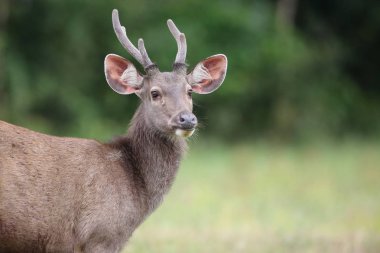 Sambar geyiği (Cervus tek renkli) Khao Yai Milli Parkı, Tayland