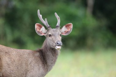 Sambar geyiği (Cervus tek renkli) Khao Yai Milli Parkı, Tayland
