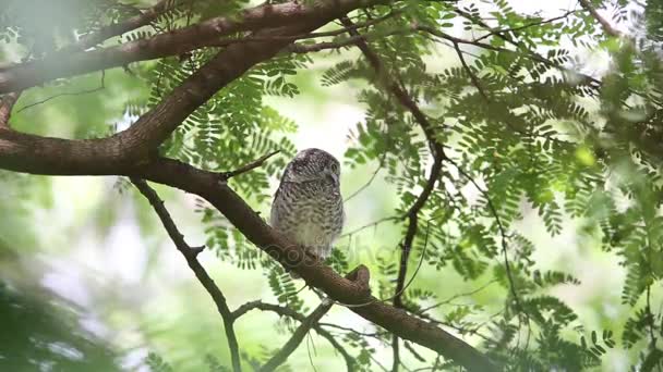Gevlekte owlet (Athene brama) in Khao Yai nationaal Park, Thailand — Stockvideo