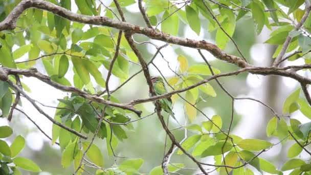 Пятнистая сова (Athene brama) в Национальном парке Кхао Яй, Таиланд — стоковое видео