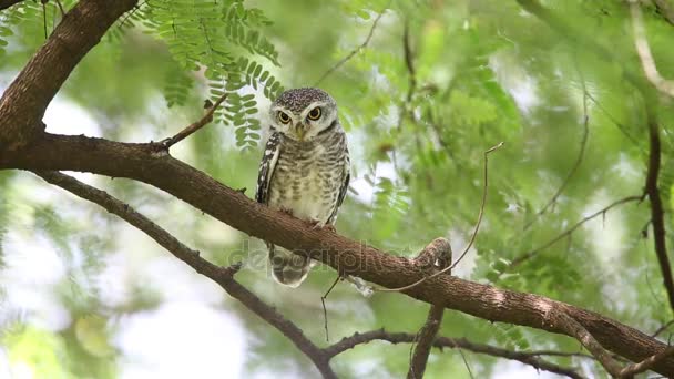 Pettyes törpekuvik (Athene brama) a Khao Yai Nemzeti Park, Thaiföld — Stock videók