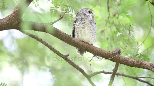 Pettyes törpekuvik (Athene brama) a Khao Yai Nemzeti Park, Thaiföld — Stock videók