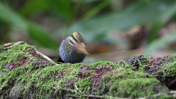 Pitta azul (Hydrornis cyaneus) en el Parque Nacional Khao Yai, Tailandia — Vídeo de stock