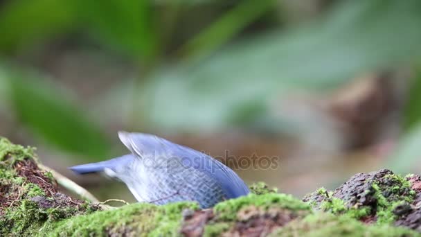 Blauwe pitta (Hydrornis cyaneus) in Khao Yai nationaal Park, Thailand — Stockvideo