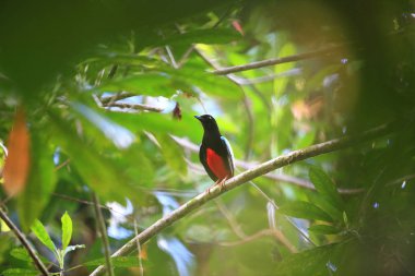 Süper pide (pide superba) içinde Manus, Papua Yeni Gine adasında