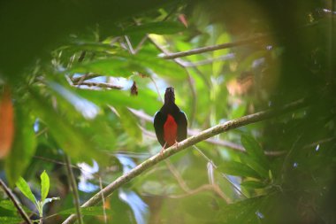Süper pide (pide superba) içinde Manus, Papua Yeni Gine adasında