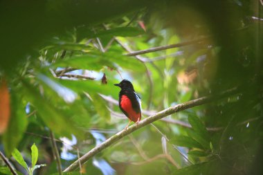 Süper pide (pide superba) içinde Manus, Papua Yeni Gine adasında