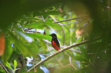 Süper pide (pide superba) içinde Manus, Papua Yeni Gine adasında