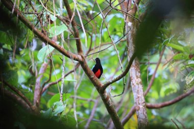 Süper pide (pide superba) içinde Manus, Papua Yeni Gine adasında