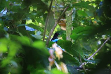 Süper pide (pide superba) içinde Manus, Papua Yeni Gine adasında