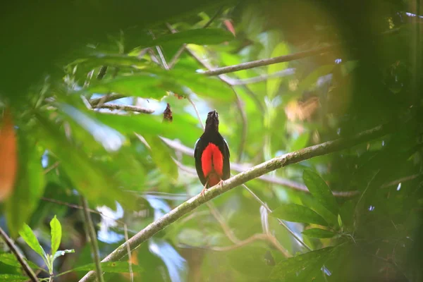 Excelente pitta (Pitta superba) en la isla de Manus, Papúa Nueva Guinea — Foto de Stock