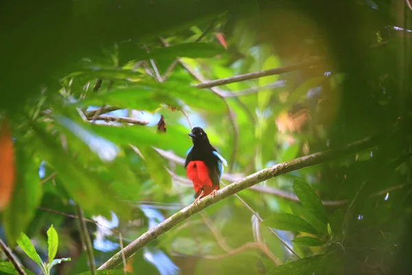 Prachtig pitta (Pitta superba) in Manus Island, Papua New Guinea — Stockfoto