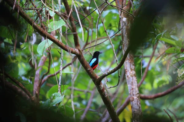 Vynikající pitta (Pitta superba) v ostrově Manus, Papua-Nová Guinea — Stock fotografie