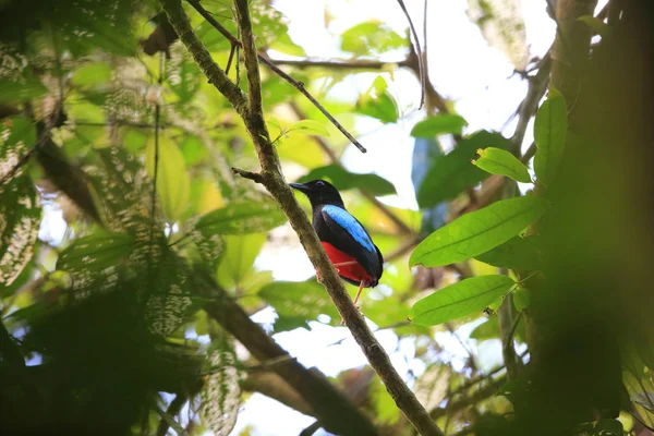 Hervorragende pitta (pitta superba) auf der Insel Manus, Papua Neuguinea — Stockfoto