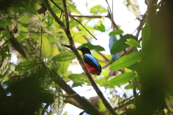 Fantastiskt pitta (Pitta superba) i Manus ö, Papua Nya Guinea — Stockfoto