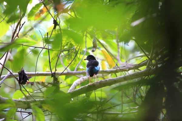 Fantastiskt pitta (Pitta superba) i Manus ö, Papua Nya Guinea — Stockfoto