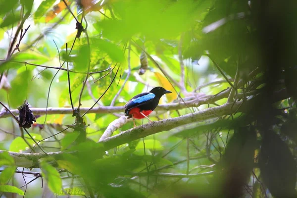 Superb pitta (Pitta superba) на острове Манус в Папуа - Новой Гвинее — стоковое фото