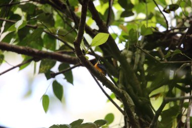 Papua cüce kingfisher veya değişken cüce yalıçapkını (Ceyx solitarius) içinde Varirata Milli Parkı, Papua Yeni eskiden şiling şimdi