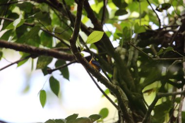 Papua cüce kingfisher veya değişken cüce yalıçapkını (Ceyx solitarius) içinde Varirata Milli Parkı, Papua Yeni eskiden şiling şimdi