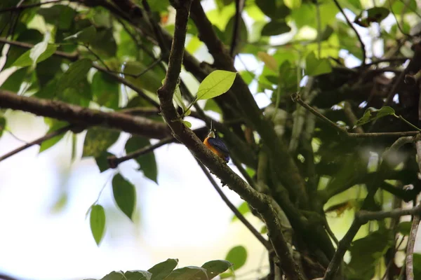 Papua cüce kingfisher veya değişken cüce yalıçapkını (Ceyx solitarius) içinde Varirata Milli Parkı, Papua Yeni eskiden şiling şimdi