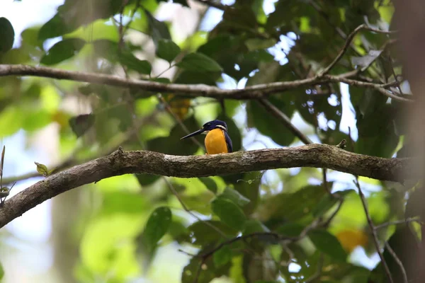 Papua cüce kingfisher veya değişken cüce yalıçapkını (Ceyx solitarius) içinde Varirata Milli Parkı, Papua Yeni eskiden şiling şimdi