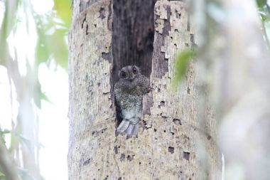 Çubuklu owlet Çobanaldatangiller 