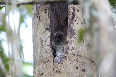 Çubuklu owlet Çobanaldatangiller 