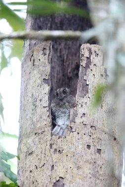 Çubuklu owlet Çobanaldatangiller 
