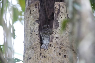 Çubuklu owlet Çobanaldatangiller 