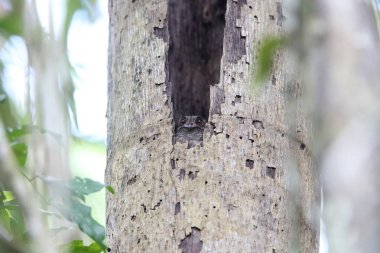 Çubuklu owlet Çobanaldatangiller 