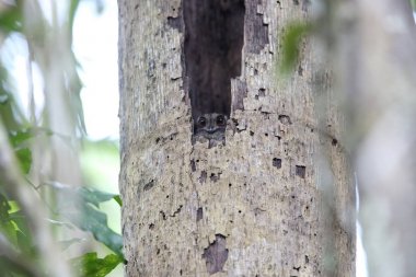 Çubuklu owlet Çobanaldatangiller 