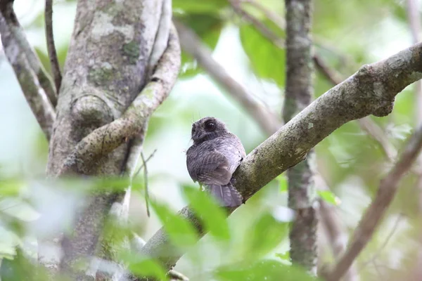 Çubuklu owlet Çobanaldatangiller 