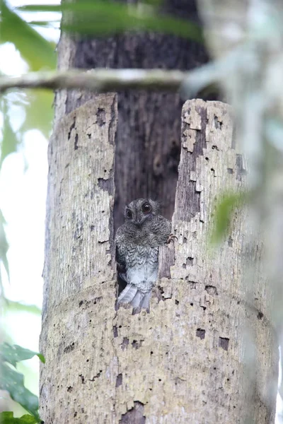 Çubuklu owlet Çobanaldatangiller 