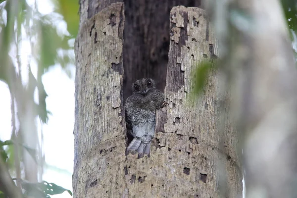 Çubuklu owlet Çobanaldatangiller 