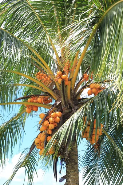 Árbol de coco en la isla de Manus, Papúa Nueva Guinea — Foto de Stock
