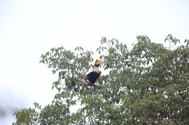 Büyük Kartallar (Buceros bicornis) Khao Yai Milli Parkı, Tayland