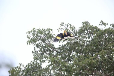 Büyük Kartallar (Buceros bicornis) Khao Yai Milli Parkı, Tayland
