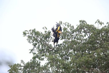 Büyük Kartallar (Buceros bicornis) Khao Yai Milli Parkı, Tayland
