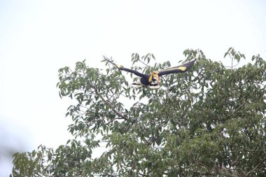 Büyük Kartallar (Buceros bicornis) Khao Yai Milli Parkı, Tayland
