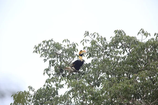 Büyük Kartallar (Buceros bicornis) Khao Yai Milli Parkı, Tayland